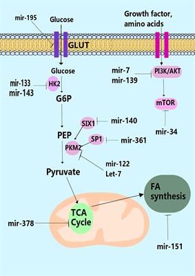 Metabolic reprogramming by miRNAs in the tumor microenvironment: Focused on immunometabolism